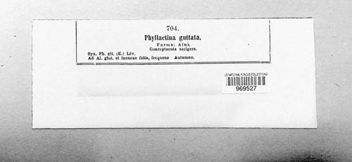Phyllactinia image